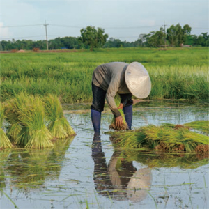 Rush-harvesting and Rush planting