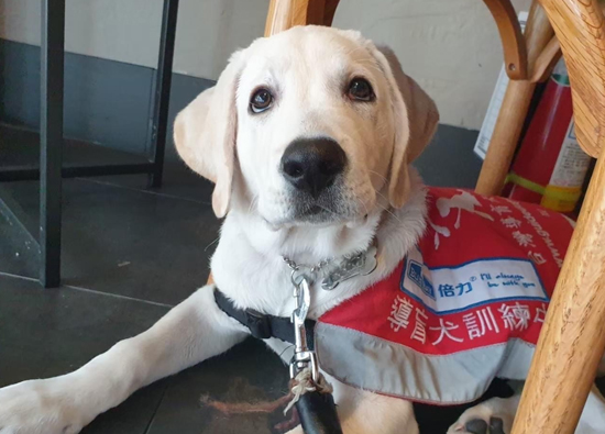 When Far Eastern International Bank, the backer of the road opening angel, filmed a guide dog advocacy film