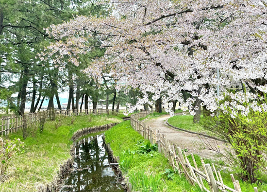 Aomori – Chuyến du lịch sinh nhật vượt ngoài mong đợi