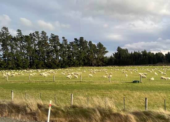 Khám Phá Vẻ Đẹp Thanh Bình Của New Zealand